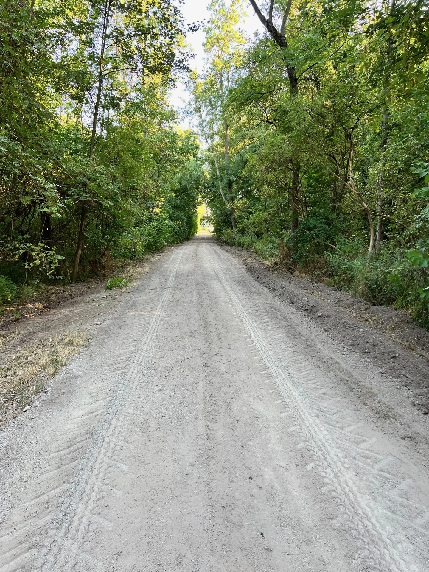 Sanierter Forstweg